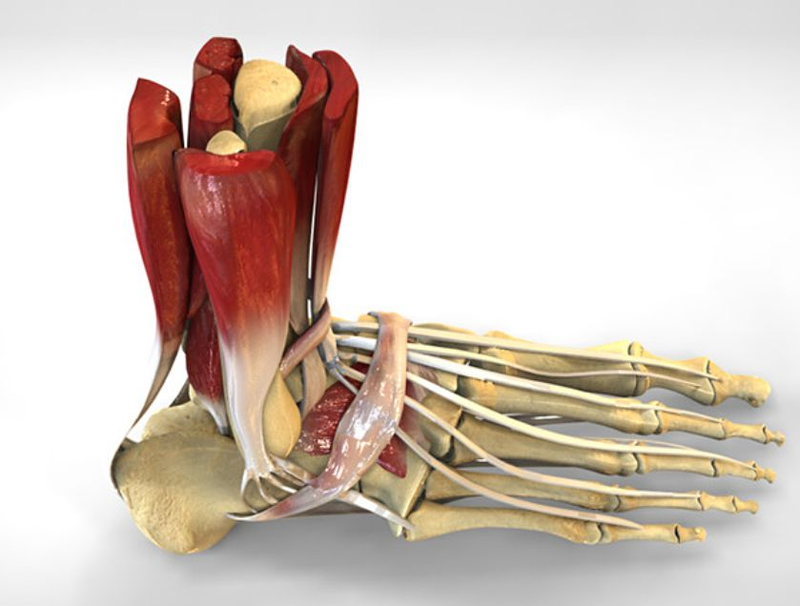 Illustration for article titled Feet: The Oppo Review